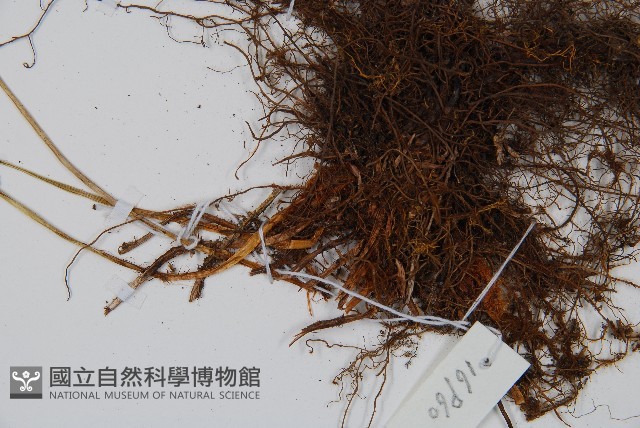 登錄號:P011773藏品圖，第3張