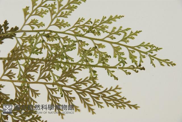 骨碎補鐵角蕨藏品圖，第3張