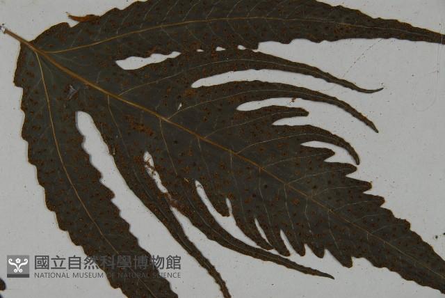三叉蕨藏品圖，第3張