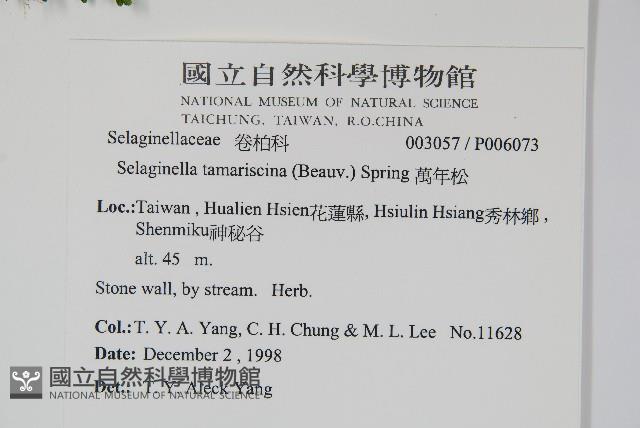 萬年松藏品圖，第2張