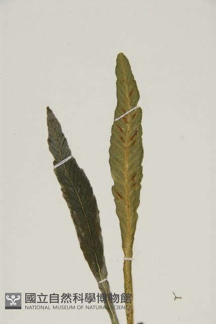 叢葉鐵角蕨藏品圖，第3張