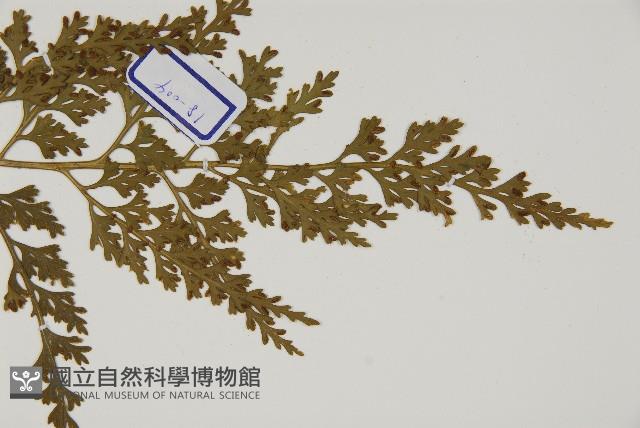 骨碎補鐵角蕨藏品圖，第3張