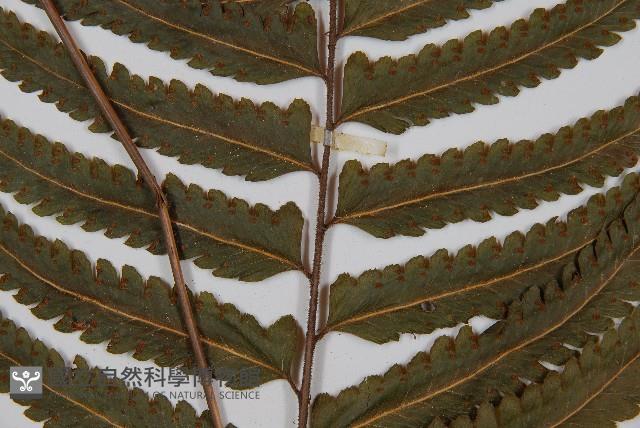 邊緣鱗蓋蕨藏品圖，第3張