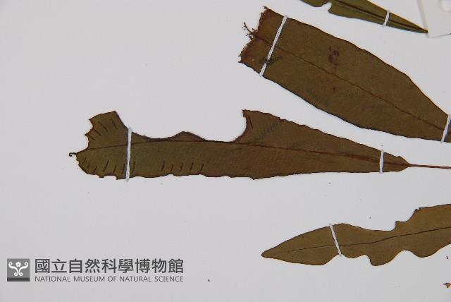 單葉雙蓋蕨藏品圖，第3張