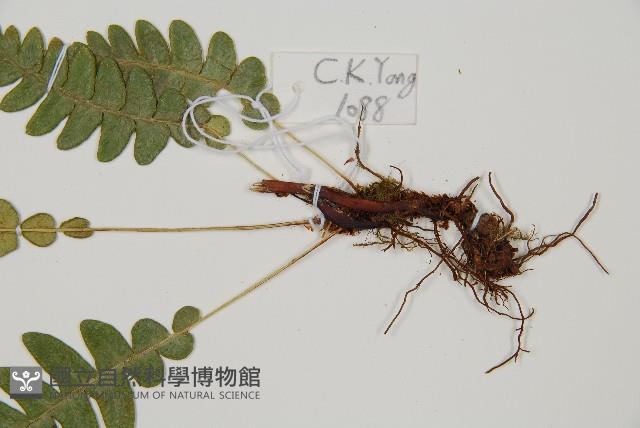 雉尾烏毛蕨藏品圖，第3張