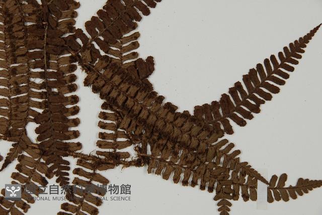 頂囊肋毛蕨藏品圖，第3張