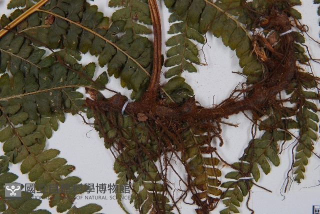 粗毛鱗蓋蕨藏品圖，第3張