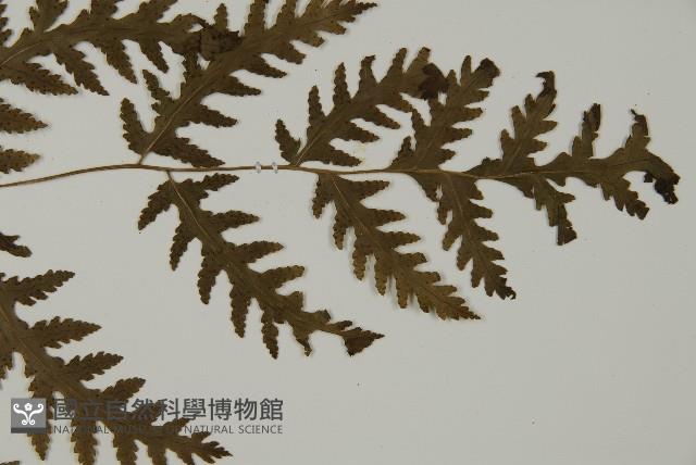 薄葉三叉蕨藏品圖，第3張