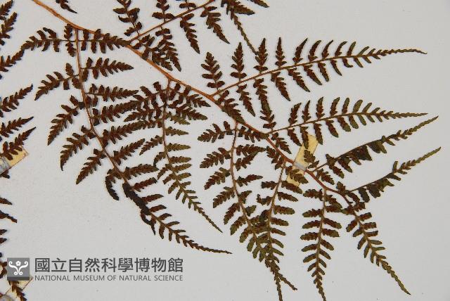亞德氏蹄蓋蕨、假冷蕨藏品圖，第3張