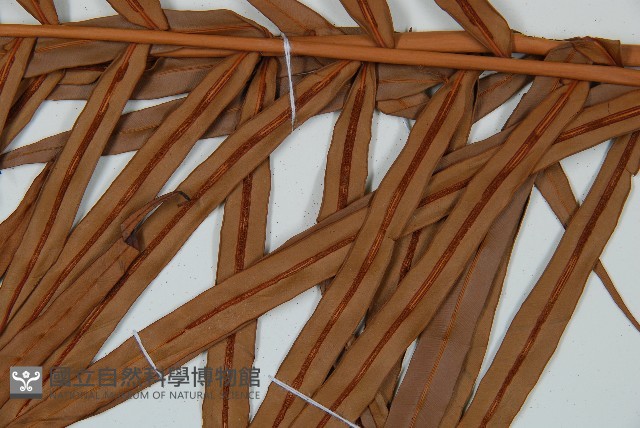 烏毛蕨藏品圖，第3張