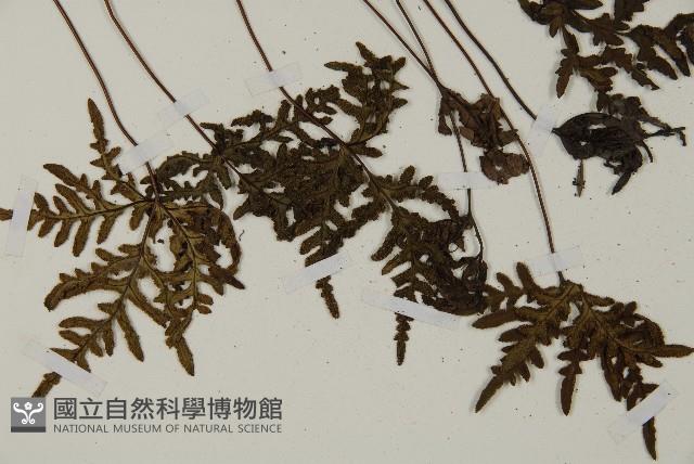 陜西粉背蕨藏品圖，第3張