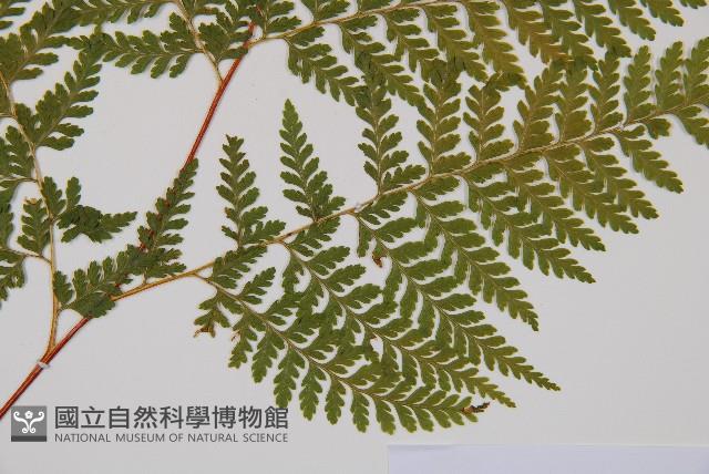 碗蕨藏品圖，第3張