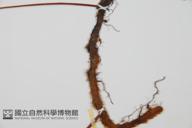 海州骨碎補藏品圖，第3張