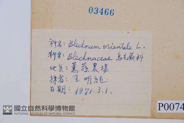 烏毛蕨藏品圖，第2張