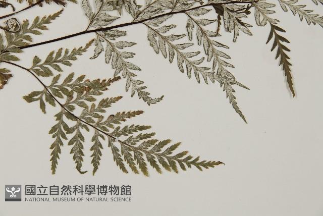 粉葉蕨藏品圖，第3張