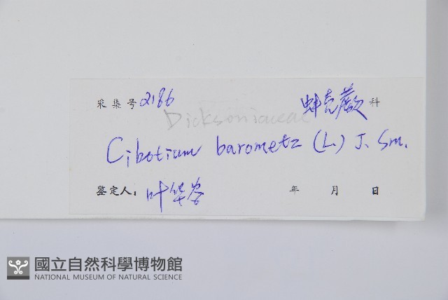 金狗毛蕨藏品圖，第2張