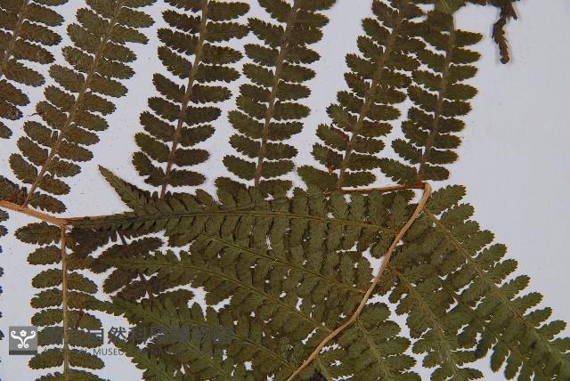 華中蛾眉蕨藏品圖，第3張