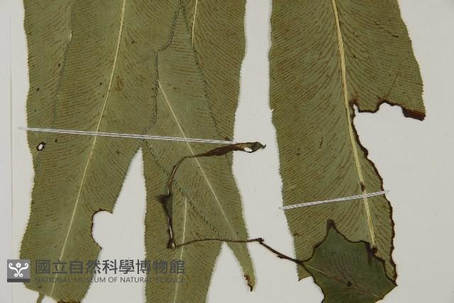 日本鳳丫蕨藏品圖，第3張