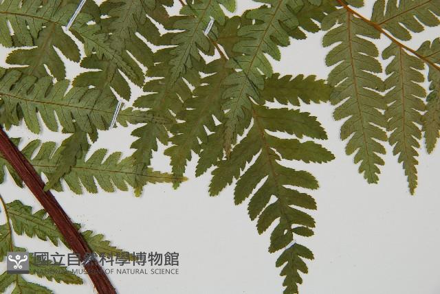 蘭嶼筆筒樹、蘭嶼桫欏藏品圖，第3張