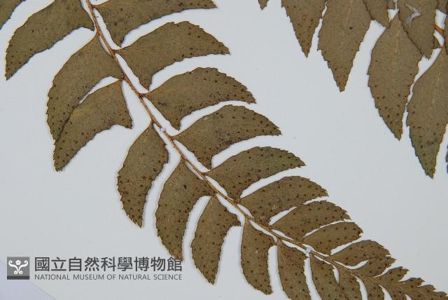 鐮羽貫眾藏品圖，第3張