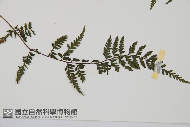 蓬萊蹄蓋蕨藏品圖，第3張