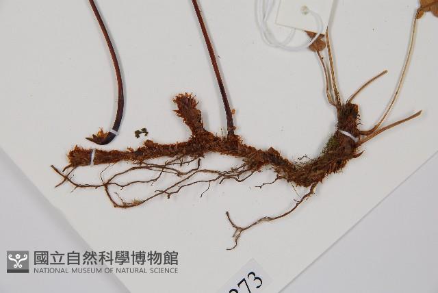 雉尾烏毛蕨藏品圖，第3張