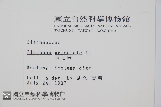 烏毛蕨藏品圖，第2張