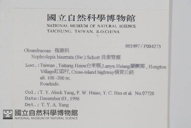 長葉腎蕨藏品圖，第2張