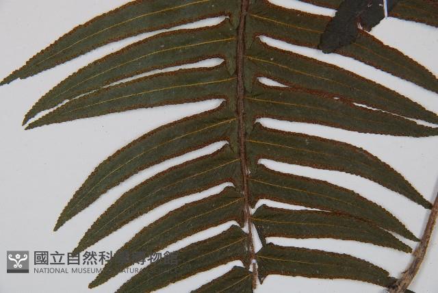 虎克氏鱗蓋蕨藏品圖，第3張