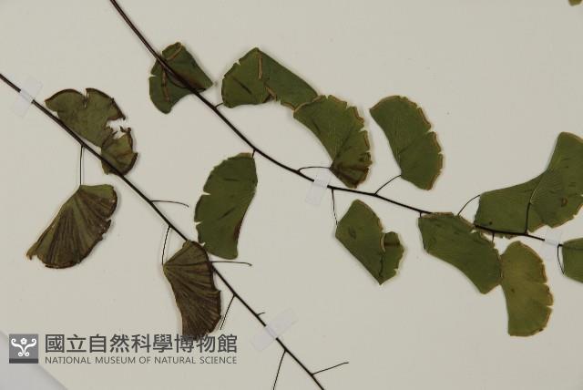 半月形鐵線蕨藏品圖，第3張