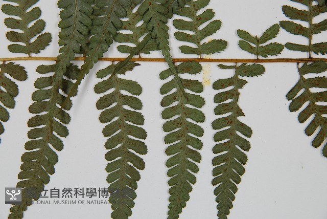 川上氏雙蓋蕨藏品圖，第3張
