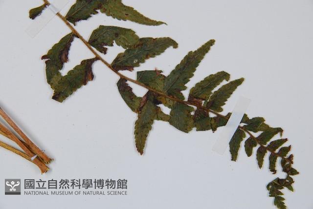 邊緣鱗蓋蕨藏品圖，第3張