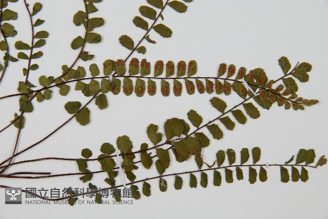 三翅鐵角蕨藏品圖，第3張