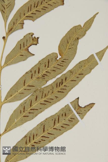 南海鐵角蕨藏品圖，第3張