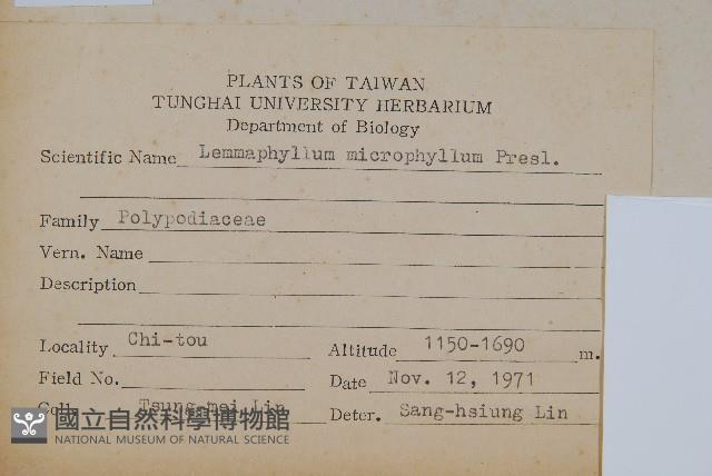 抱樹蕨、伏石蕨藏品圖，第2張