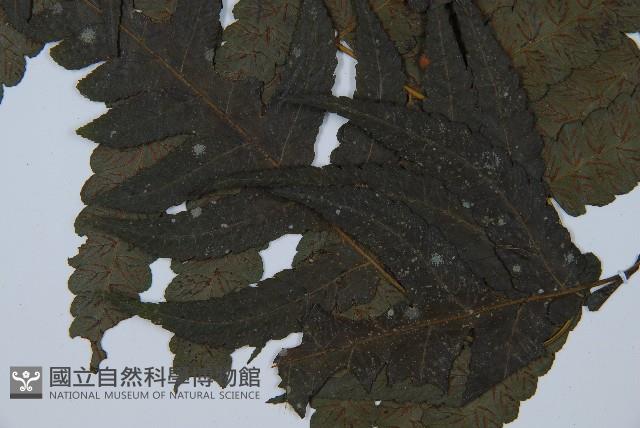 烏來雙蓋蕨藏品圖，第3張