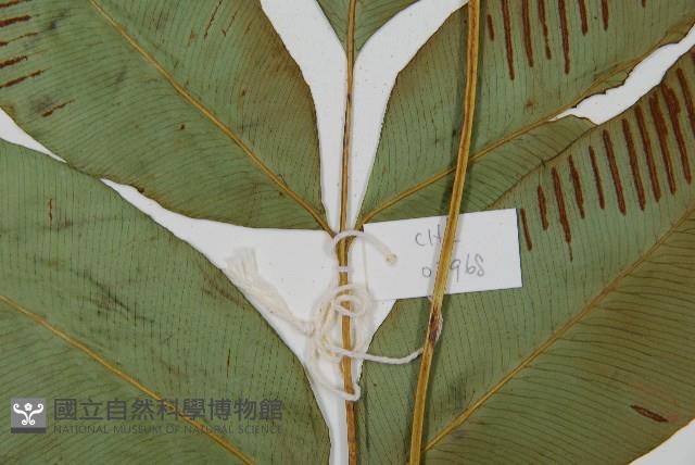 細柄雙蓋蕨藏品圖，第3張