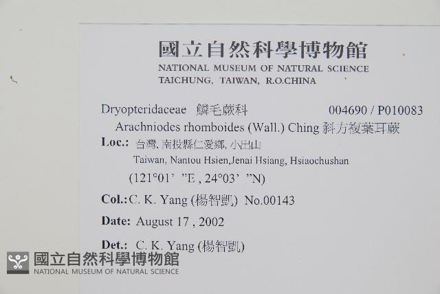 斜方複葉耳蕨藏品圖，第2張