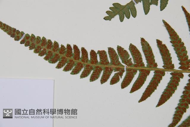 東洋蹄蓋蕨藏品圖，第3張