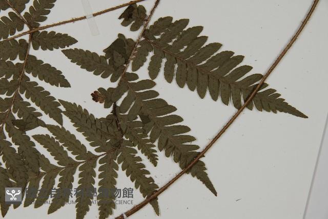 肋毛蕨藏品圖，第3張