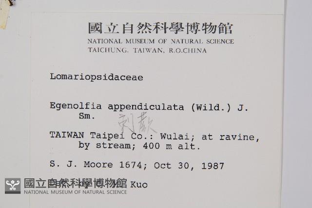 刺蕨藏品圖，第2張