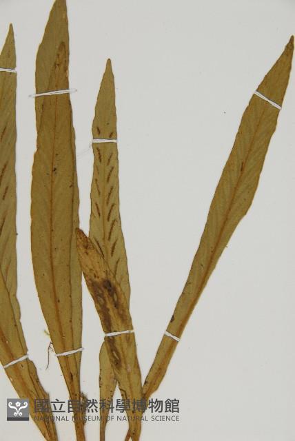 劍葉鐵角蕨、箭葉鐵角蕨藏品圖，第3張