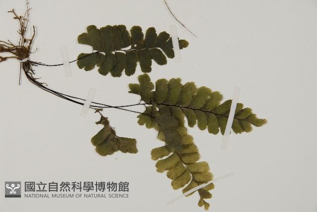 長尾鐵線蕨藏品圖，第3張