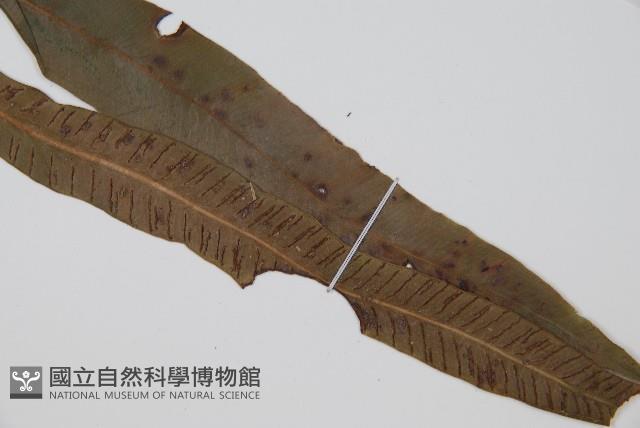 單葉雙蓋蕨藏品圖，第3張