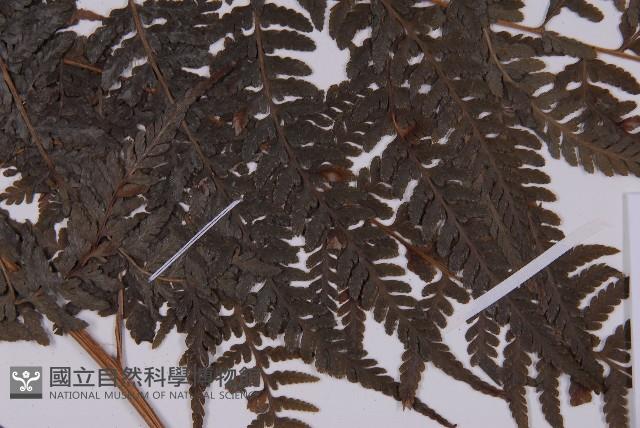 變葉三叉蕨藏品圖，第3張