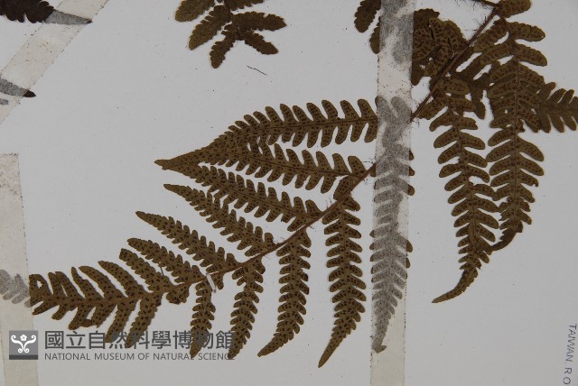愛德氏肋毛蕨藏品圖，第3張