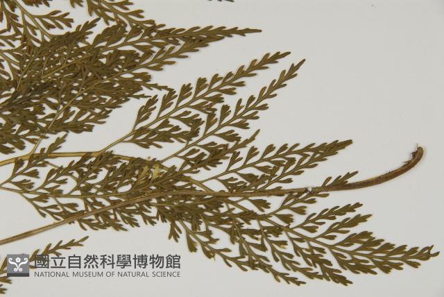 骨碎補鐵角蕨藏品圖，第2張