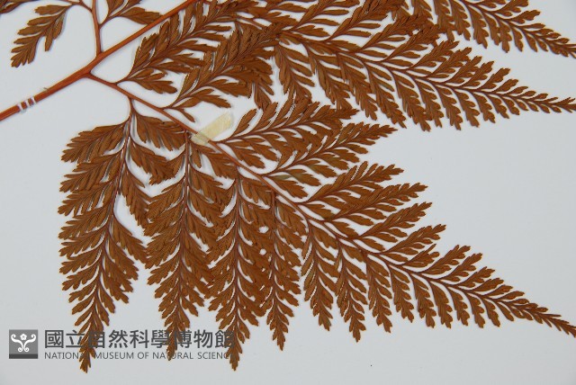 海州骨碎補藏品圖，第3張