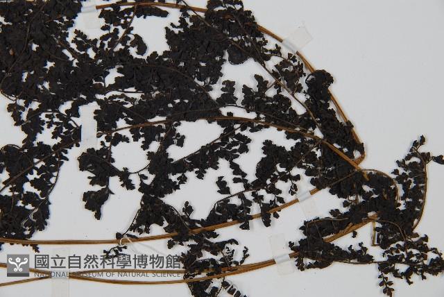 魚鱗蕨藏品圖，第3張