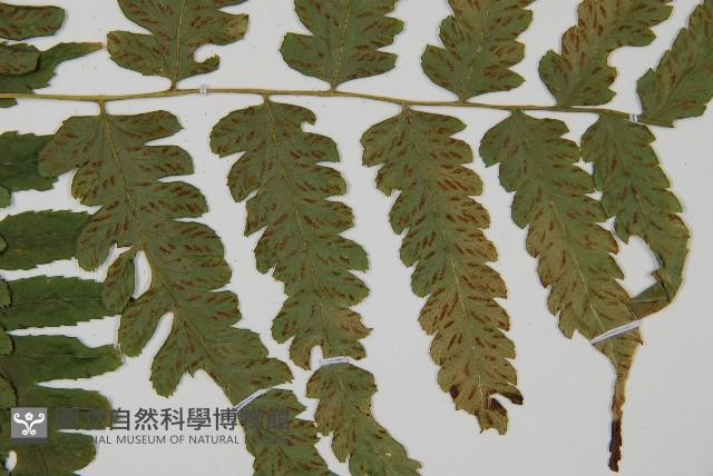 刺柄雙蓋蕨藏品圖，第3張